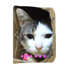 [LINEスタンプ] 猫のマロミ