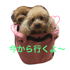 [LINEスタンプ] トイプードルのいっちゃん♡りんちゃん♡
