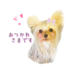 [LINEスタンプ] ヨーキーのえるくん