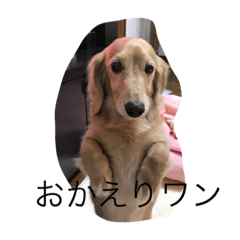 [LINEスタンプ] ワンワンスタンプ