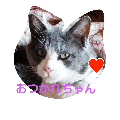 [LINEスタンプ] アニマルちゃん応援しています！