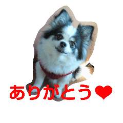 [LINEスタンプ] レオンの日常会話