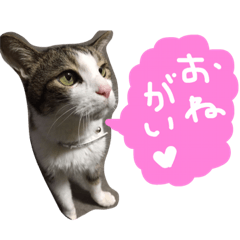 [LINEスタンプ] トムの気ままスタンプ2！