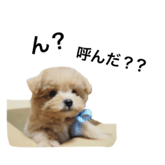 [LINEスタンプ] 麦太#ポメプー