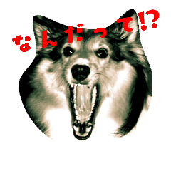 [LINEスタンプ] シェルティー1