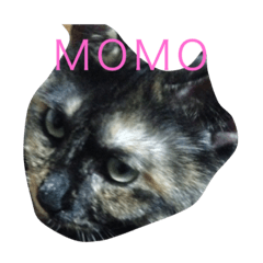 [LINEスタンプ] 眉毛のあるねこ。もも