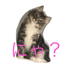 [LINEスタンプ] 猫のグラン
