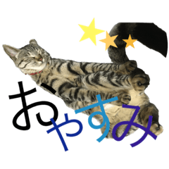 [LINEスタンプ] さとうにゃん