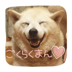 [LINEスタンプ] 柴犬すみたろす