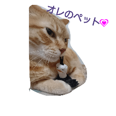 [LINEスタンプ] ねこちーむ