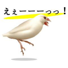 [LINEスタンプ] 桜文鳥と白文鳥の日常会話【実写版】