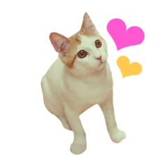 [LINEスタンプ] ポンの日常（リアル猫）