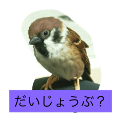 [LINEスタンプ] 雀社鳥のお返事①の画像（メイン）