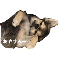 [LINEスタンプ] チワワのジヨンの日常