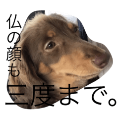 [LINEスタンプ] ちょこさんのスタンプっ
