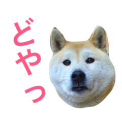 [LINEスタンプ] 柴れもん