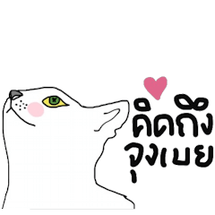 [LINEスタンプ] Happy Cat in August - Nice white cat.