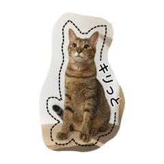 [LINEスタンプ] 世界一、スーパーかわいい猫、キリ