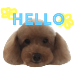 [LINEスタンプ] 愛犬トイプードル☆日常①
