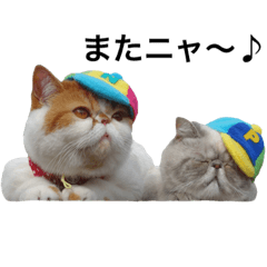 [LINEスタンプ] Niko ＆ Poko