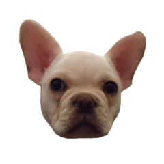 [LINEスタンプ] hello french bulldog