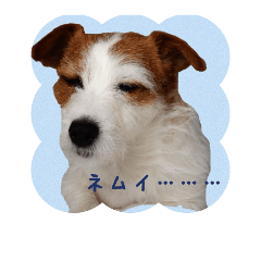 [LINEスタンプ] ジャックラッセルテリアのランちゃん