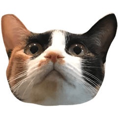 [LINEスタンプ] うちのねこにゃん