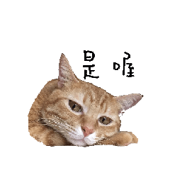 [LINEスタンプ] lovely cat emoji