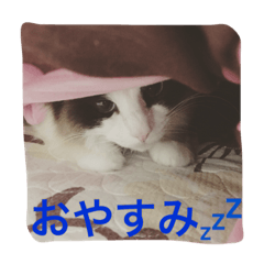 [LINEスタンプ] しっぽ‼︎