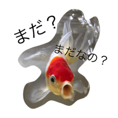 [LINEスタンプ] 金魚の丹頂ちゃんの主張。