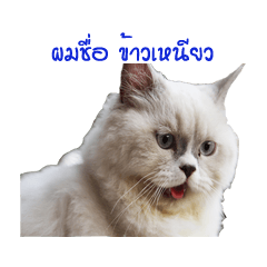 [LINEスタンプ] Persian Cat "kaao nieow"