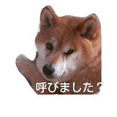 [LINEスタンプ] 愛犬ゆうかにゃんです