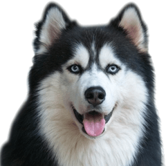 [LINEスタンプ] Siberian dog2