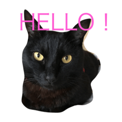 [LINEスタンプ] 黒猫リボンの日常スタンプ♪