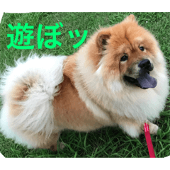 [LINEスタンプ] チャウチャウの日常