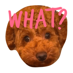 [LINEスタンプ] トイプードルのちゃちゃまるくんの画像（メイン）
