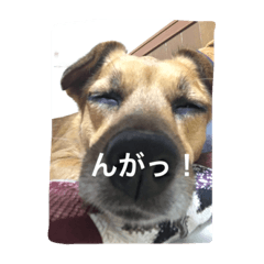 [LINEスタンプ] 犬 ちょっと猫2