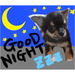 [LINEスタンプ] 愛犬のキモチ