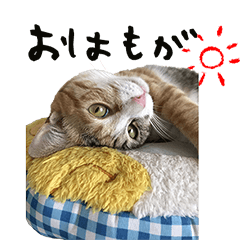 [LINEスタンプ] もふもふ縞三毛猫 もがっち