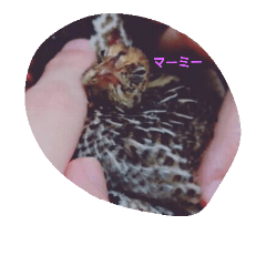 [LINEスタンプ] ILOVE  うずらの画像（メイン）