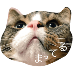 [LINEスタンプ] まろ。