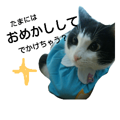 [LINEスタンプ] 猫が替わりに気持ちを伝えるスタンプ。