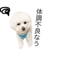 [LINEスタンプ] トイプードルのププ 日常