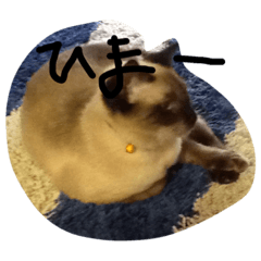 [LINEスタンプ] nekooonDASH