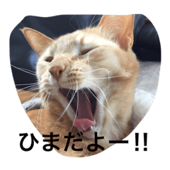 [LINEスタンプ] うちのねこ（ちゃちゃこま）