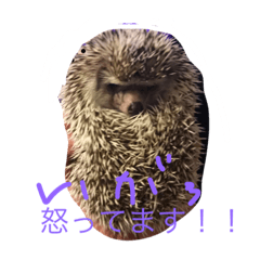 [LINEスタンプ] モフモフハリネズミ