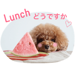 [LINEスタンプ] トイプードル メルちゃん