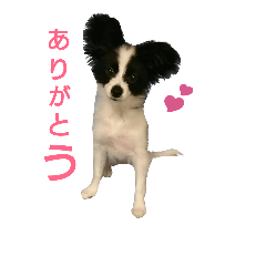 [LINEスタンプ] パピヨン犬 白黒