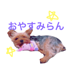 [LINEスタンプ] 関西弁のヨークシャテリア