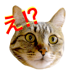 [LINEスタンプ] 我が家の猫が語る 日常編